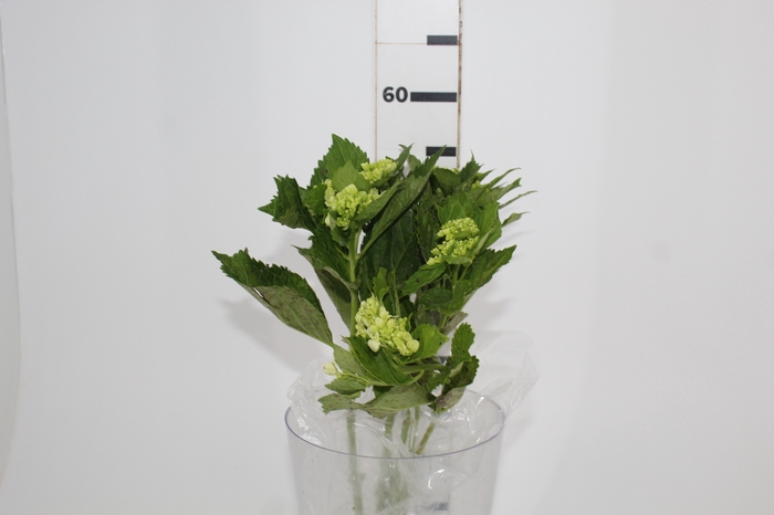 <h4>HORTENSIA BROTO VERDE</h4>
