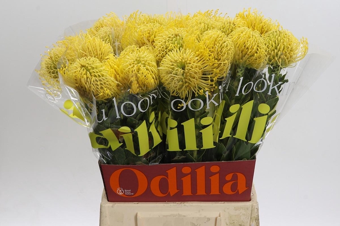 <h4>Nutans High Gold</h4>