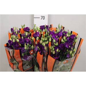 Eus E Picco Violet 65cm