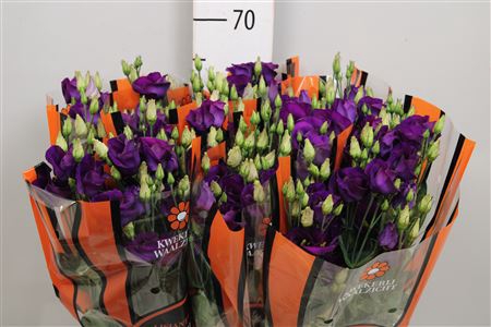 <h4>Eus E Picco Violet 65cm</h4>