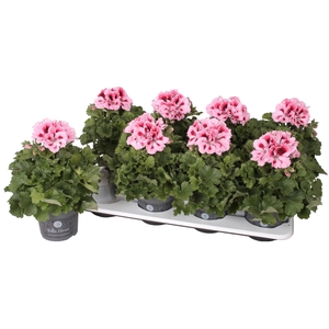 Pelargonium Pelargonium Grandifloru
