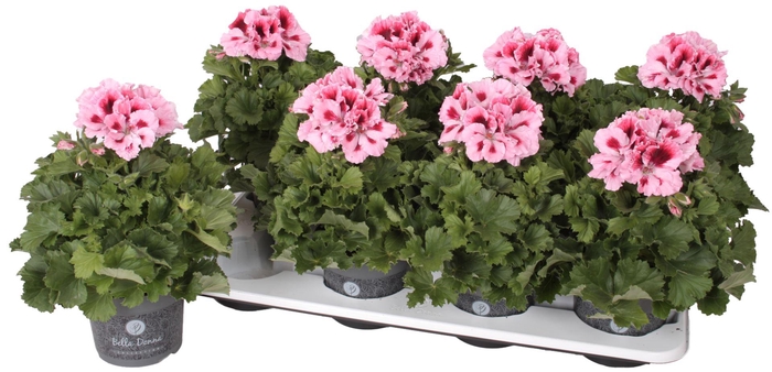 <h4>Pelargonium Pelargonium Grandifloru</h4>