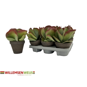 KALANCHOE THYRSIFL