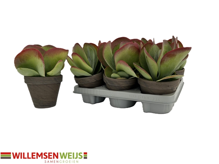 <h4>KALANCHOE THYRSIFL</h4>