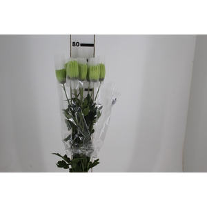 ANASTASIA DARK GREEN 080 CM VERDE