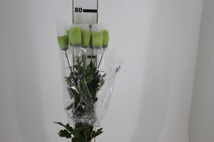 <h4>ANASTASIA DARK GREEN 080 CM VERDE</h4>