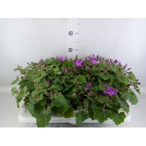 Pericallis cr. 'Senetti Magenta Bi'