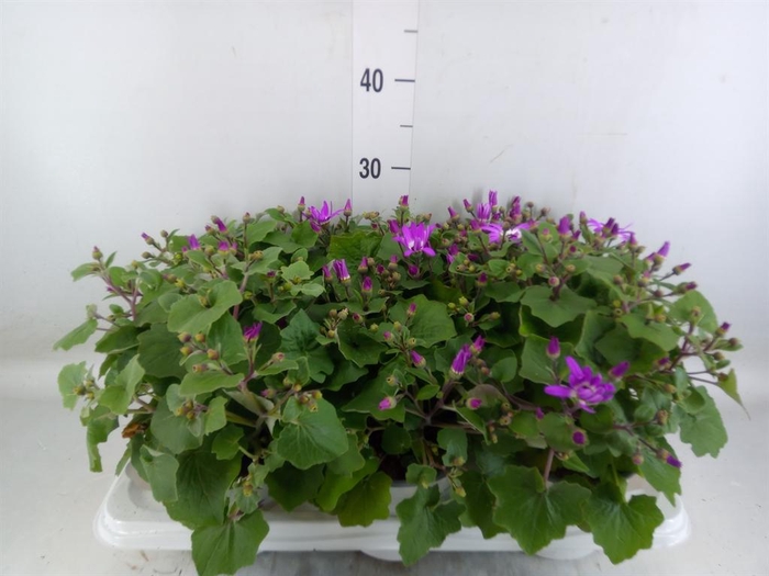 <h4>Pericallis cr. 'Senetti Magenta Bi'</h4>