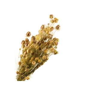 Nigella Green
