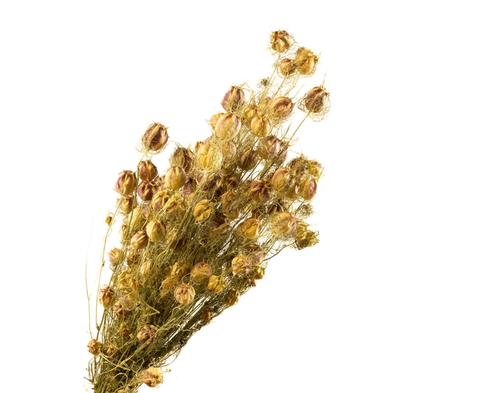 <h4>Nigella Green</h4>
