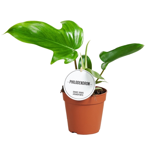 <h4>Philodendron Green Beauty</h4>