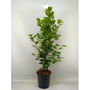 Ficus microcarpa 'Moclame'