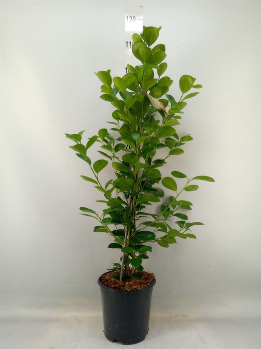 <h4>Ficus microcarpa 'Moclame'</h4>