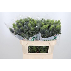 ERYNG PACIFIC BLUE SKY ERYN PACIFI