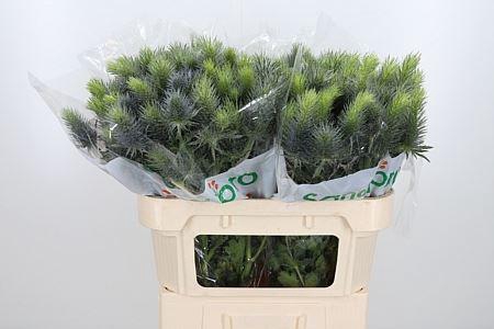 <h4>ERYNG PACIFIC BLUE SKY ERYN PACIFI</h4>