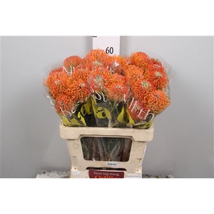 Leuco Ayoba Peach