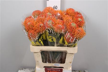 <h4>Leuco Ayoba Peach</h4>
