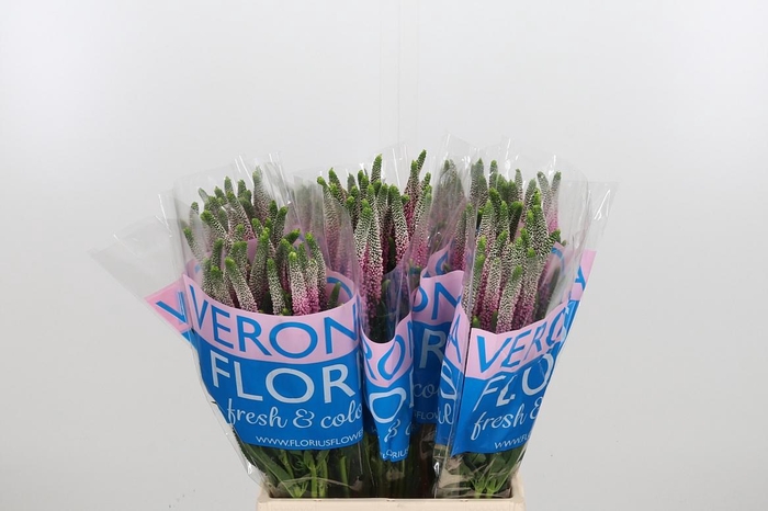 <h4>Veron Clea Roswhita</h4>