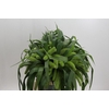 Setaria Italica Volle Melk