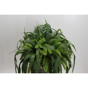 Setaria Italica Volle Melk