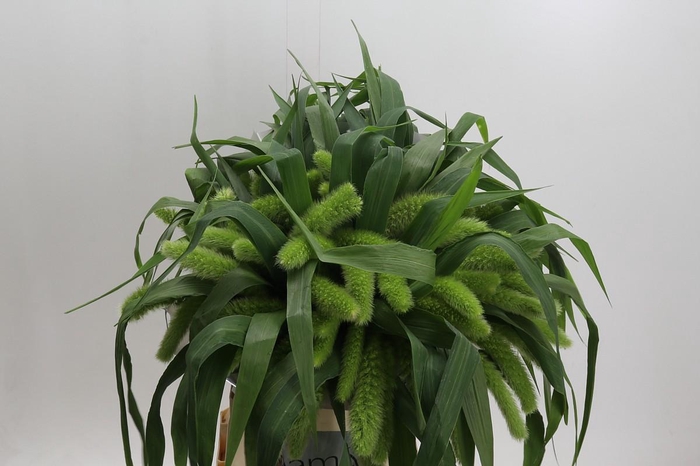 Setaria Italica Volle Melk