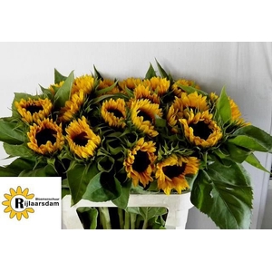 HELIANTHUS AN. 'SUNRICH ORANGE'