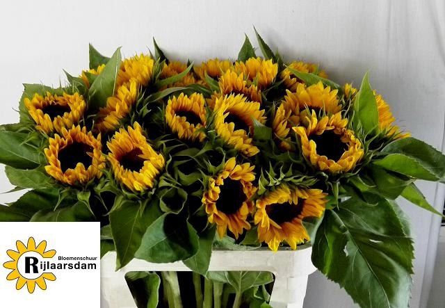 <h4>HELIANTHUS AN. 'SUNRICH ORANGE'</h4>