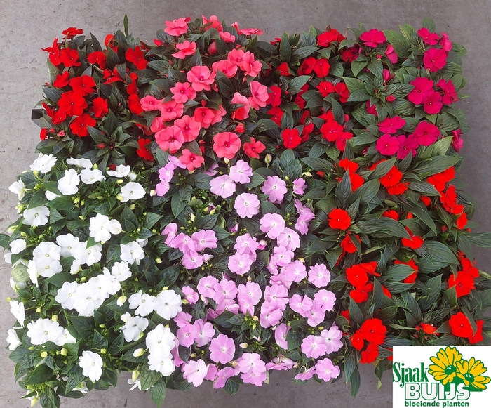 <h4>IMPAT NG GEM 6 KL</h4>