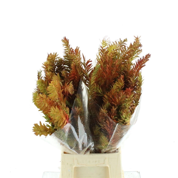 <h4>ACACIA BL CL LUNE BS</h4>