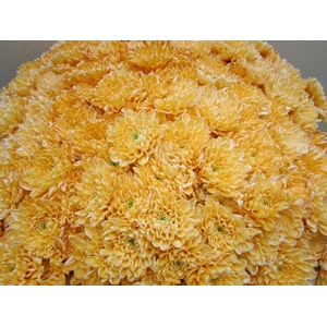 Chr T Altaj Pastel Oranje