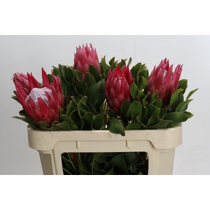 Protea Cynaroides Madiba