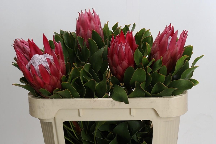 <h4>Protea Cynaroides Madiba</h4>