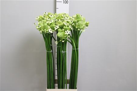 <h4>Ornithogalum Saundersiae</h4>