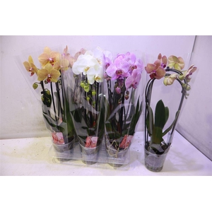 Phal El Cascade
