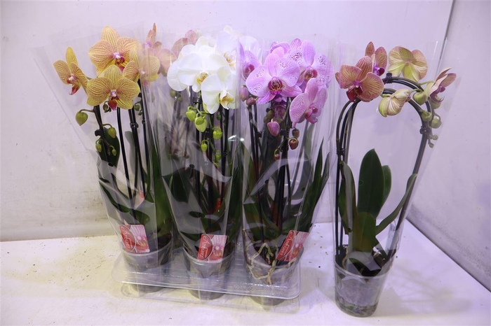 <h4>Phal El Cascade</h4>