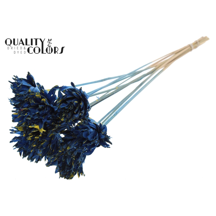 <h4>Shola Slice Pine 6cm on stem Splashed Blue/Yellow</h4>