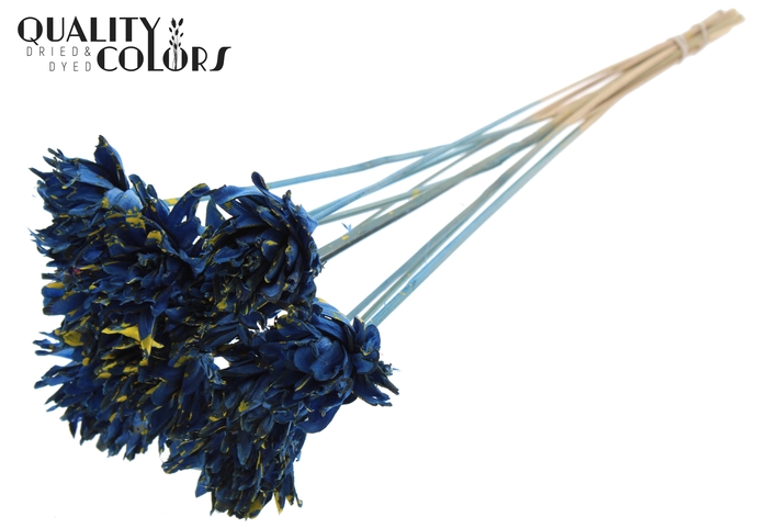 Shola Slice Pine 6cm on stem Splashed Blue/Yellow