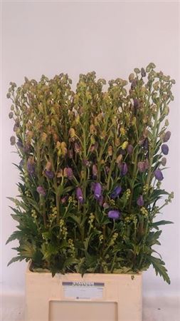 <h4>Aconitum Car Arendsii Extra</h4>