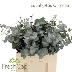 Eucalyptus Cinerea