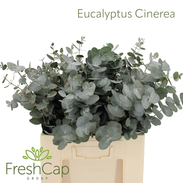 <h4>Eucalyptus Cinerea</h4>