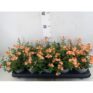 Diascia  'Piccadilly Salmon'