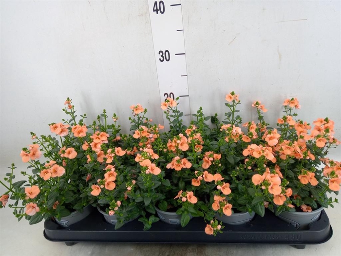 <h4>Diascia  'Piccadilly Salmon'</h4>