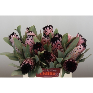 Protea Didi