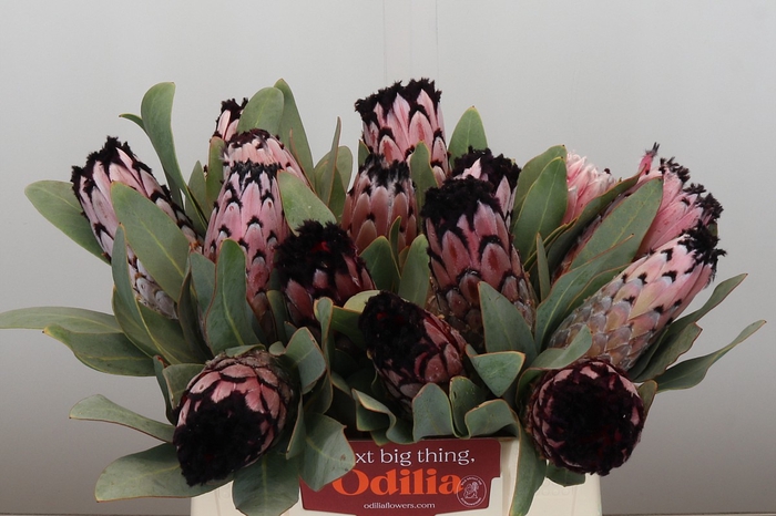 <h4>Protea Didi</h4>