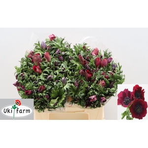 Anem Co Galil Bordeaux