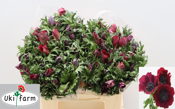 <h4>ANEM CO GALIL BORDEAUX</h4>