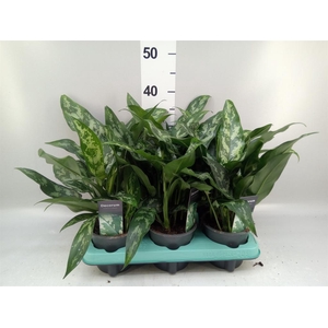 Aglaonema KB 'Maria'