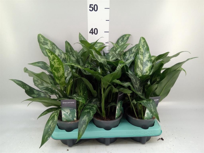 <h4>Aglaonema KB 'Maria'</h4>