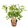 Photinia serratifolia Pink Crispy