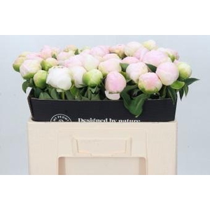 Paeonia Baroness Schröder